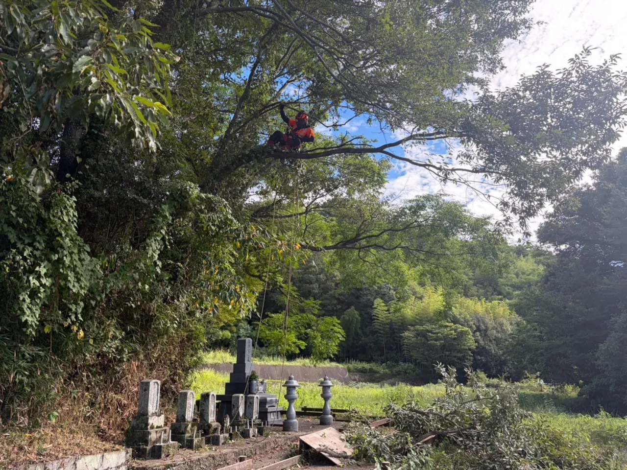 美馬市美馬町で国指定史跡の段の塚穴の剪定をさせて頂きました。